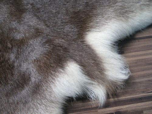 ...dar, cu mici diferente de culoare