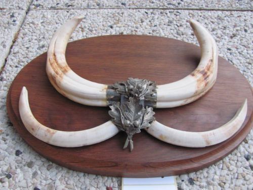 Colti mari de fagocer pe panoplie_ 36 x 28 de cm