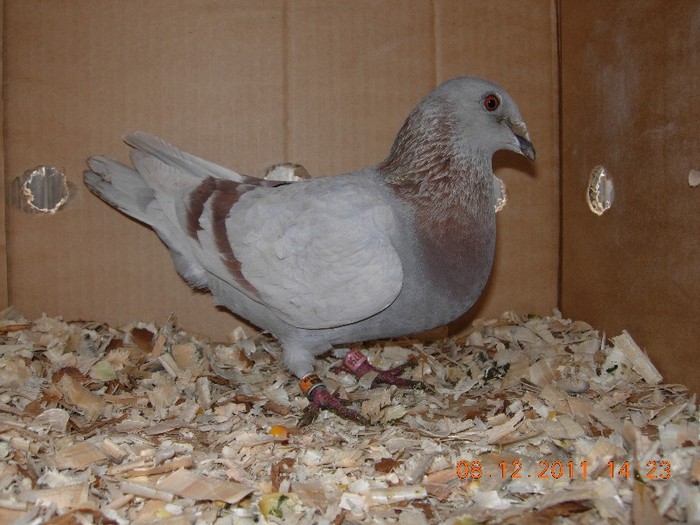 femela CAFELATA NICU 2008 vandut