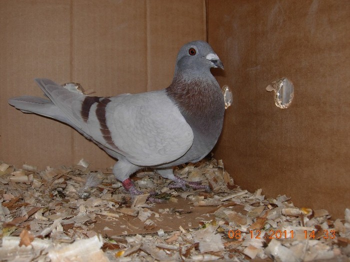 femela MACRINEANCA 2003