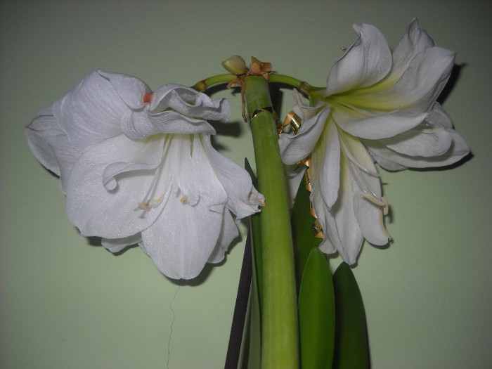 al 4-lea si al 5-lea floare !!! 7- 8.12.2011