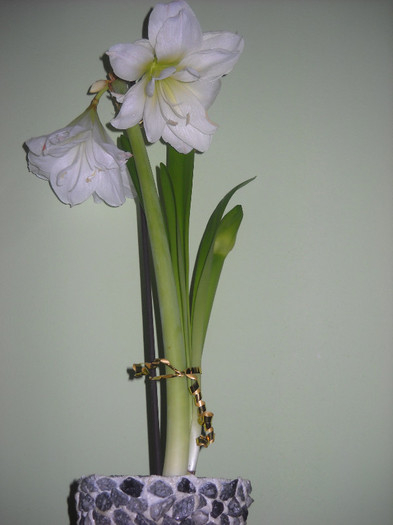 si mai  am un boboc !!!!!