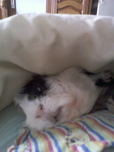 inca putin...; 8 dec 2011

