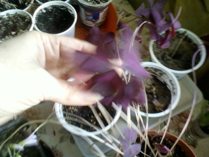 oxalis rosu; 8 dec 2011
