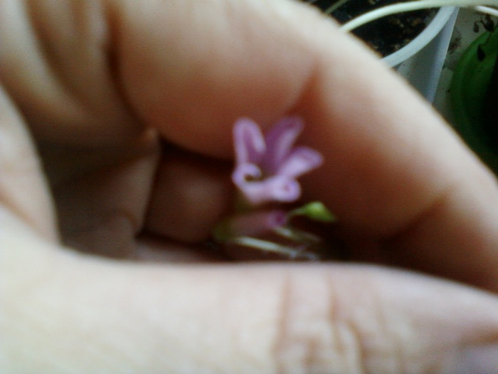 oxalis rosu cu flori...; 8 dec 2011
