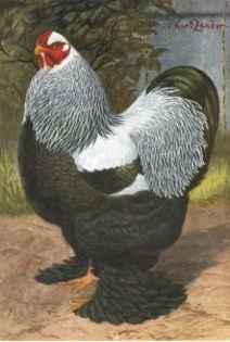 www.brahma-galamb.gportal.hu - citeva poze