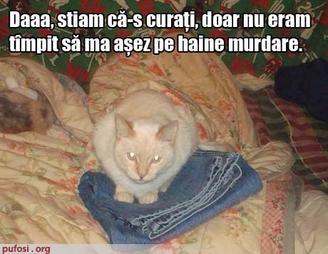 Poza Amuzanta Poze Amuzante Pisica Nesimtita Pe Haine Curate