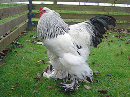 Brahma_Zucht_2011_06 - citeva poze