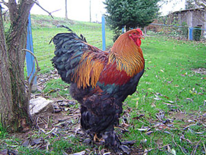 Brahma_Zucht_2011_08 - citeva poze