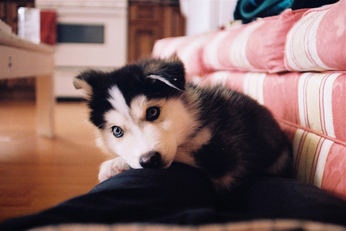 53929781_SAHVINY2 - huschi