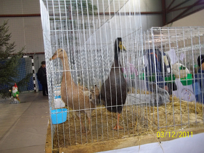 100_0207 - POZE EXPOZITIE ORAVITA 2011