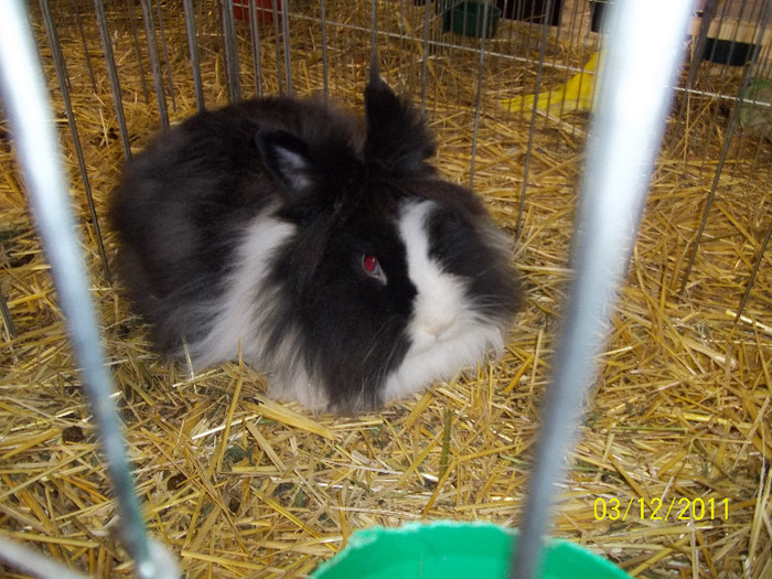 100_0270 - POZE EXPOZITIE ORAVITA 2011