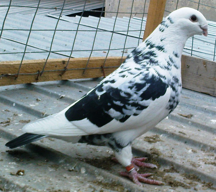 standard american F adult - porumbei