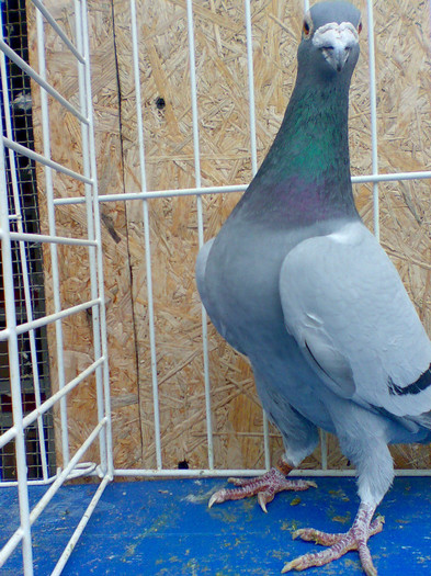 BG 2003 - porumbei voiajori