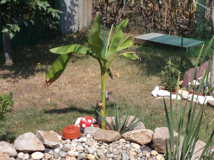 DSC00932 - IAZ deliu