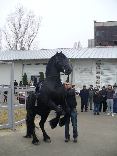 P1160011 - galati 2011