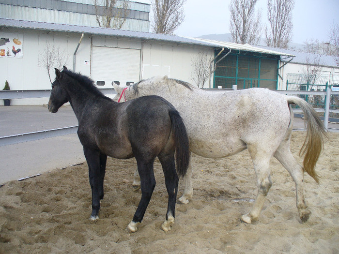 P1160016 - galati 2011