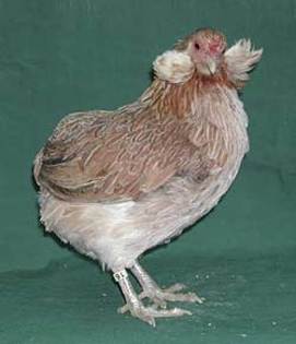 Salmon Araucana hen.; Salmon Araucana hen.
