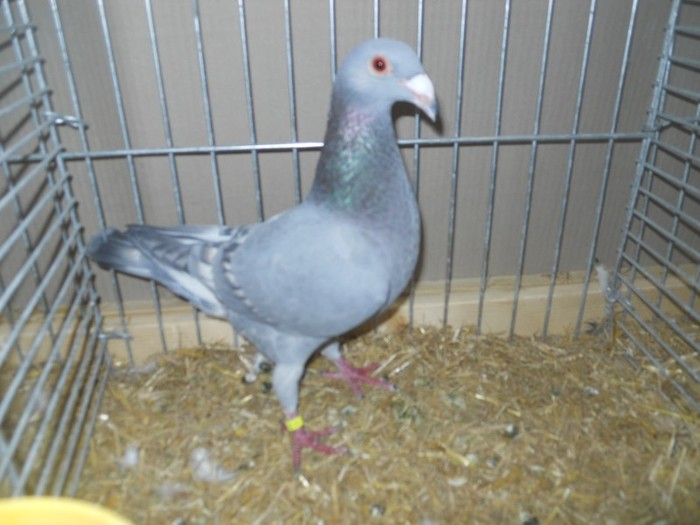 13473a porumbel spaniol