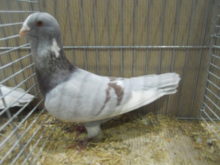 13522a sirian dewlap