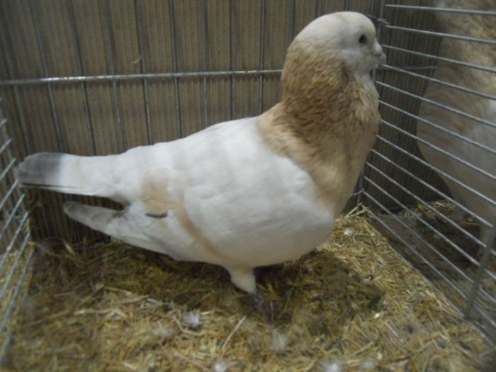 13531a basra schrabi 1