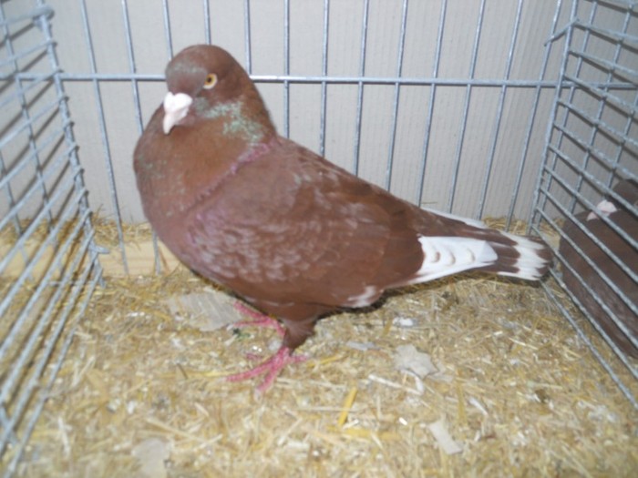 13576a porumbel libanez