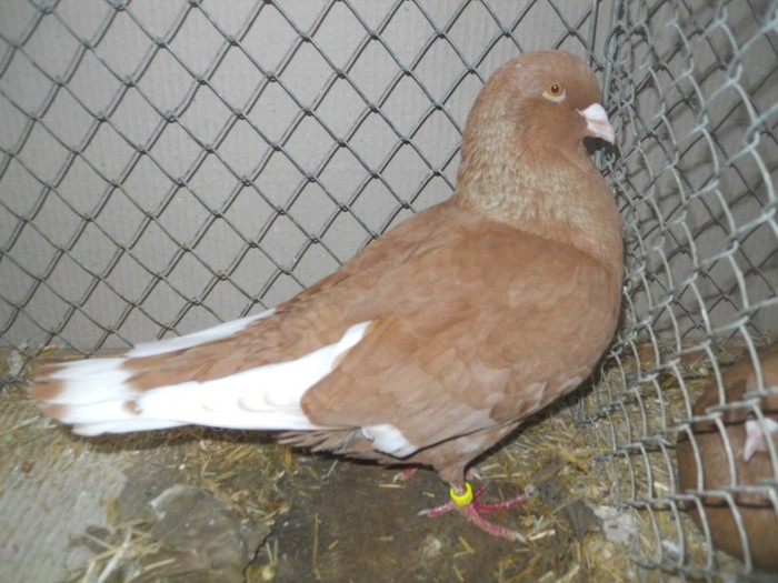 13626a porumbel libanez