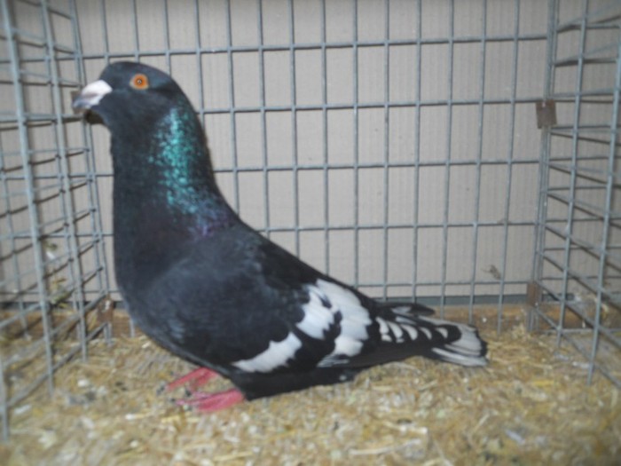 13638a porumbel libanez