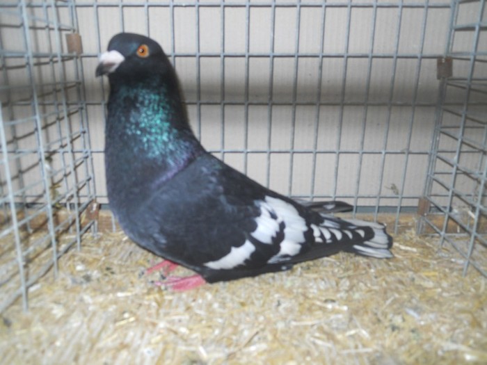 13638b porumbel libanez