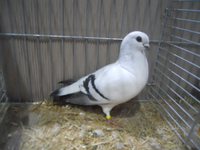 13772a porumbel damasc