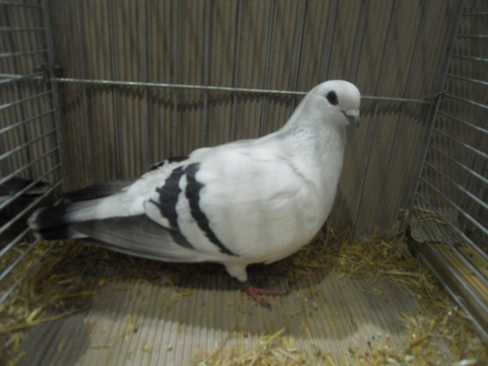 13774a porumbel damasc