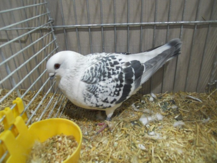 13786a porumbel damasc