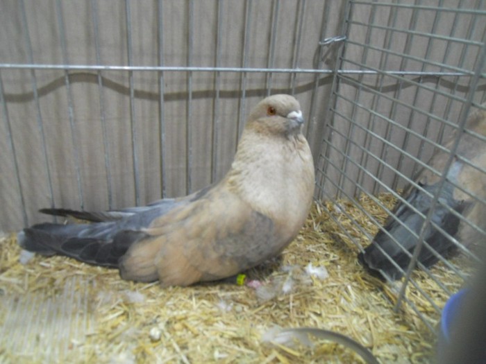 13792a egyptian swift