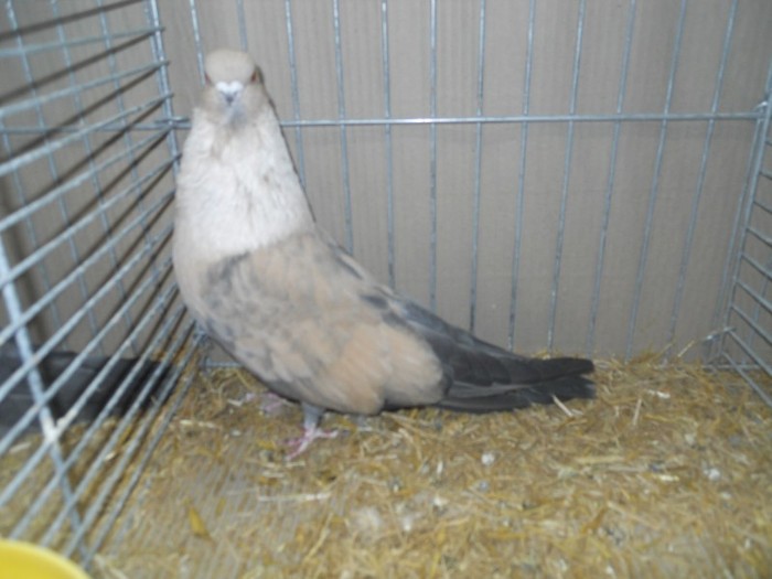 13797b egyptian swift