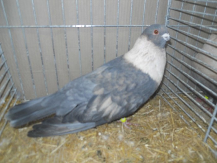 13801a egyptian swift