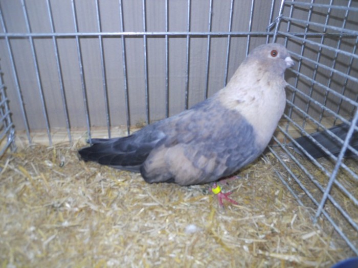 13811a egyptian swift