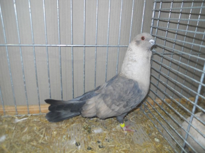 13818a egyptian swift