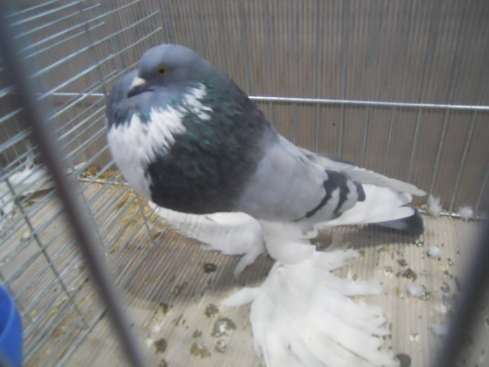 20661a g pomerania
