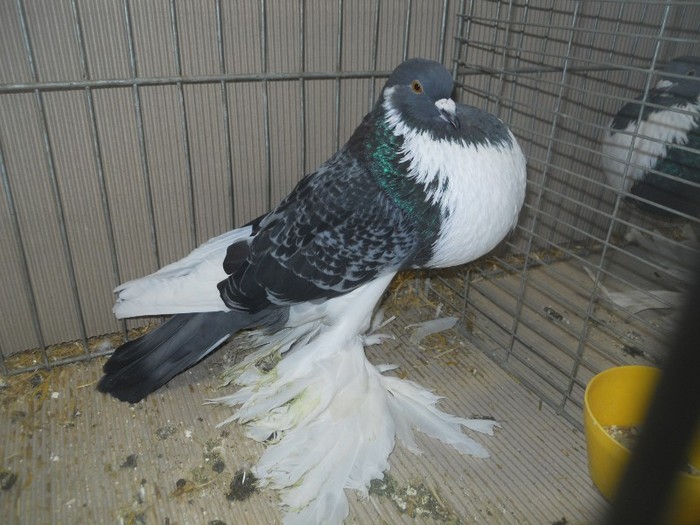 20787a g pomerania