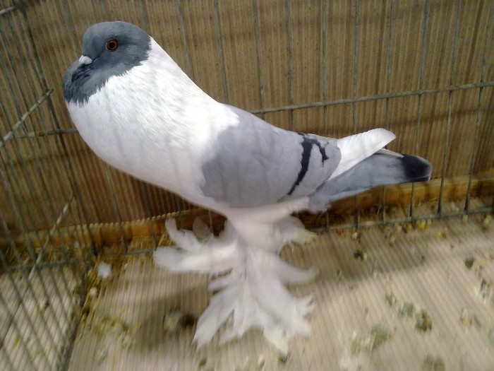 21398a g bayer - 1520 2 gaina gusati