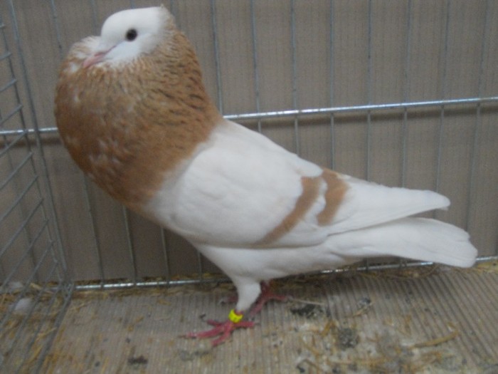 23764a g turingia