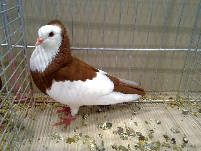 26963a porumbel echterding