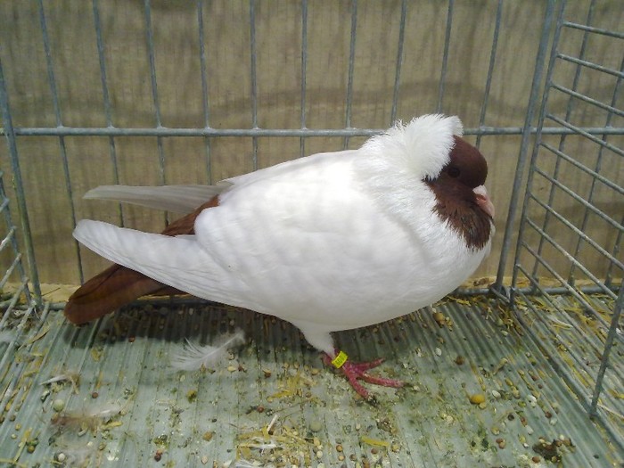 27238a cap colorat germania sud - 1520 3 culoare