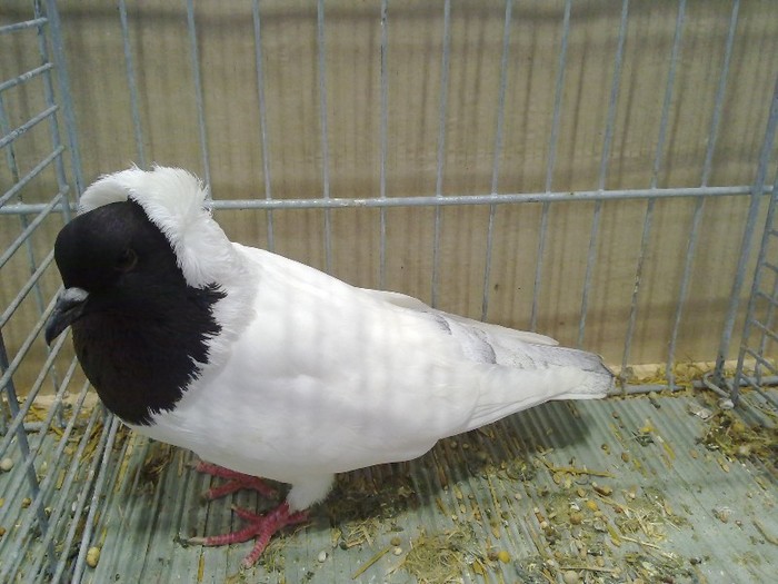 27274a  piept colorat germania sud - 1520 3 culoare