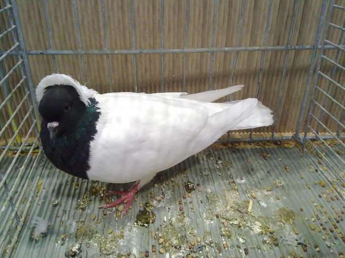 27308a  piept colorat germania sud - 1520 3 culoare