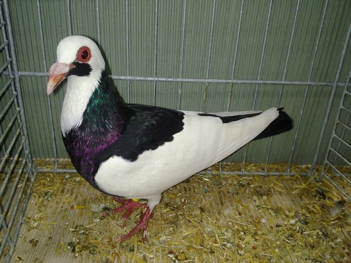 27460a  cotofana franconiana - 1520 3 culoare