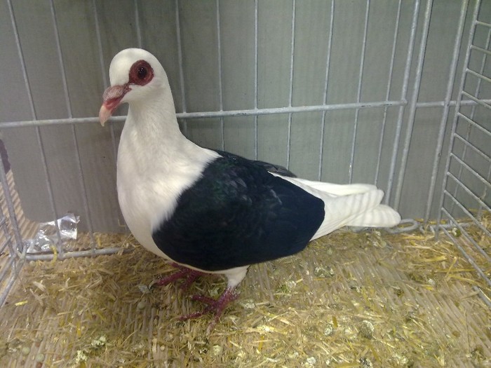 27597a capacit franconian - 1520 3 culoare