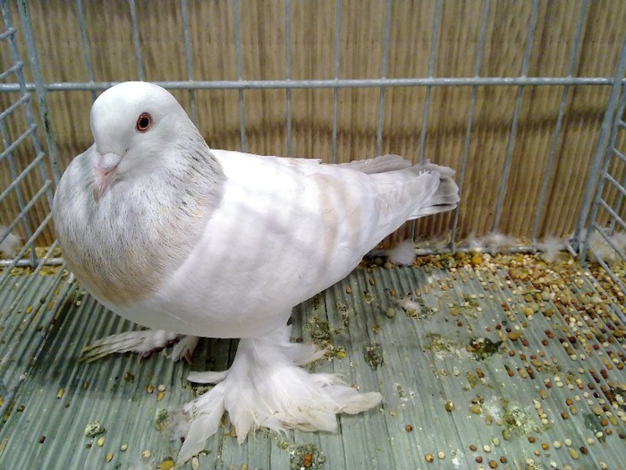 27945a unicolor turingia - 1520 3 culoare