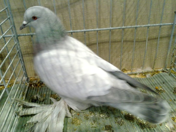 27959a unicolor turingia