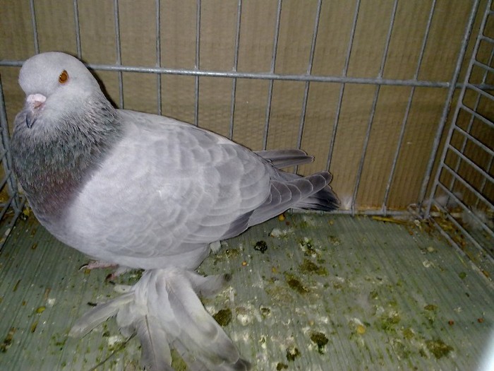 27963b unicolor turingia